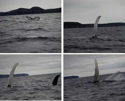 17.8.9 - WHALES